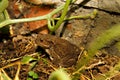 Gray toad with warts among green plants in greenhouse Royalty Free Stock Photo