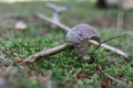 The gray toadstool - Amanita spissa Royalty Free Stock Photo