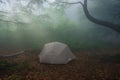 Gray tourist tent at the edge of the forest in fog. Foggy morning in the summer forest Royalty Free Stock Photo