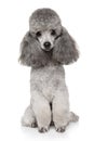 Gray Toy Poodle dog on a white