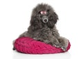 Gray Toy poodle resting on pillow