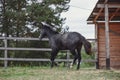 Gray trakehner mare horse galloping in paddock towards the fence near shelter in autumn