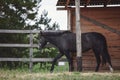 Gray trakehner mare horse walking in paddock along the fence near wooden shelter in autumn Royalty Free Stock Photo