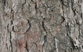 A gray tree bark close up