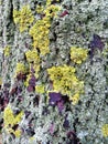 Gray tree bark with colorful mossy textured background images. Royalty Free Stock Photo