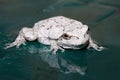 Gray Tree Frog Royalty Free Stock Photo