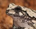 Gray Tree Frog