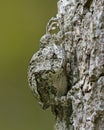 Gray Tree Frog blending in with a white oak tree