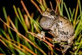 Gray Tree Frog calling in a pine tree. Royalty Free Stock Photo