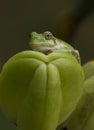 Gray tree frog on daylily seed capsule Royalty Free Stock Photo