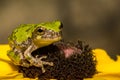 Gray Tree Frog