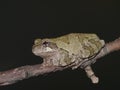 Gray tree frog (Hyla chrysoscelis) Royalty Free Stock Photo