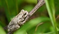 Gray tree frog