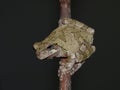 Gray tree frog (Hyla chrysoscelis) Royalty Free Stock Photo