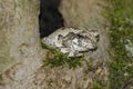 Gray Tree Frog (Hyla versicolor)