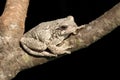 Gray Tree Frog (Hyla versicolor)