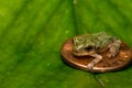 Gray Tree Frog Metamorph Royalty Free Stock Photo