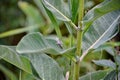 Gray Tree Frog on a milkweed plant Royalty Free Stock Photo