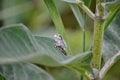 Gray Tree Frog on a milkweed plant Royalty Free Stock Photo