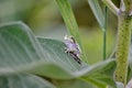 Gray Tree Frog on a milkweed plant