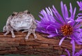 Gray tree frog next to purple aster