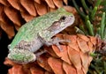 Gray tree frog on pine cone