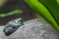 Gray tree frog portrait Royalty Free Stock Photo