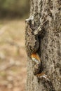 Gray Tree Frog On Tree Trunk Royalty Free Stock Photo