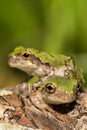 Gray Tree Frogs