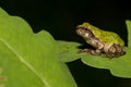 Gray Tree Metamorph