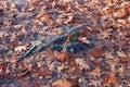 Gray tree root in the ground among fallen dry brown oak leaves Royalty Free Stock Photo