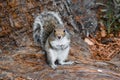 Gray tree Squirrel Royalty Free Stock Photo