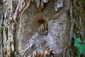Gray tree trunk with a healed hole