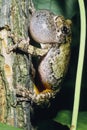 Gray Treefrog Royalty Free Stock Photo