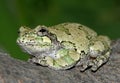 Gray Treefrog Royalty Free Stock Photo