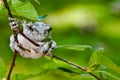 Gray Treefrog