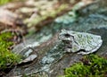 Gray Treefrog (Hyla versicolor)