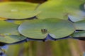 The gray treefrog Hyla versicolor Royalty Free Stock Photo