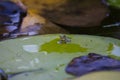 The gray treefrog Hyla versicolor Royalty Free Stock Photo