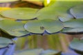 The Gray treefrog Hyla versicolor Royalty Free Stock Photo