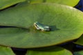 The gray treefrog Hyla versicolor Royalty Free Stock Photo