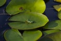 The gray treefrog Hyla versicolor Royalty Free Stock Photo