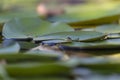 The gray treefrog Hyla versicolor Royalty Free Stock Photo