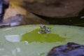 The gray treefrog Hyla versicolor Royalty Free Stock Photo