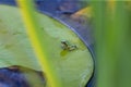 The Gray treefrog Hyla versicolor Royalty Free Stock Photo