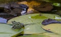 The Gray treefrog Hyla versicolor and Pickerel frog Lithobates palustris Royalty Free Stock Photo