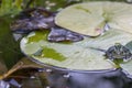 The Gray treefrog Hyla versicolor and Pickerel frog Lithobates palustris Royalty Free Stock Photo