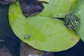 The Gray treefrog Hyla versicolor and Pickerel frog Lithobates palustris Royalty Free Stock Photo