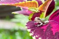 Gray Treefrog Metamorph