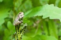 Gray Treefrog Metamorph